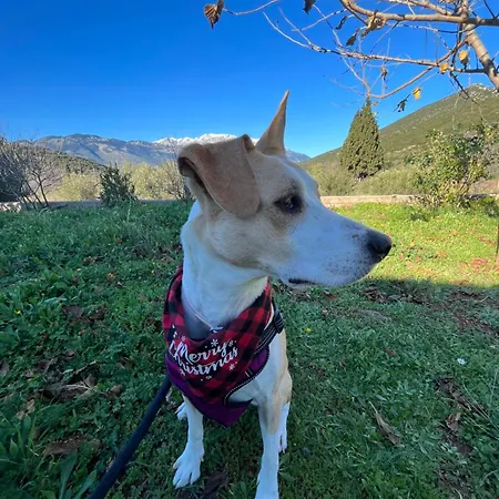 Apartment Stellas Near Arachova Stirion